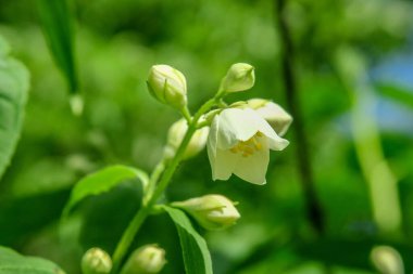Bahçede beyaz yasemin çiçeği
