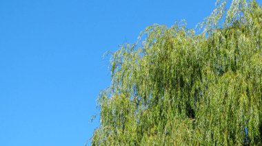 Parktaki güzel manzara ve eylülde söğütle birlikte nehir.