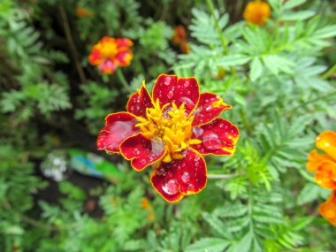 Yağmurdan sonra çiçek tarhında yaprakları olan güzel bir çiçek.
