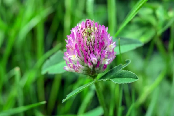 庭の小さなクローバーの花の美しい色 — ストック写真