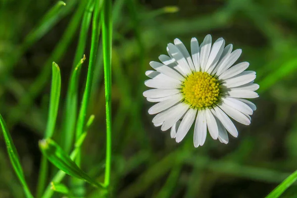 White Yellow Chamomile Flower Garden — Stock Photo, Image