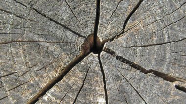 Parktaki eski bir ağacın dokusu