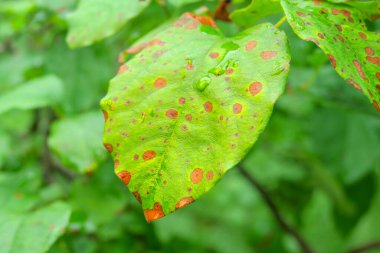 Yağmurdan sonra bahçede yeşil yapraklar