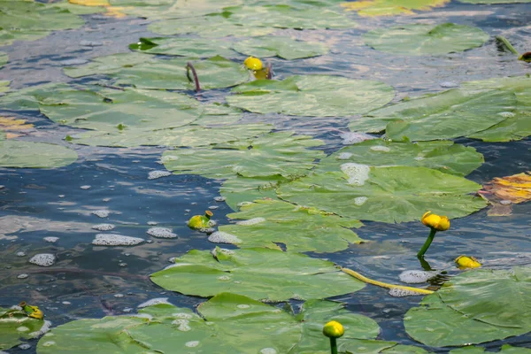 Green Yellow Water Lilies Water Pond — Stock Photo, Image