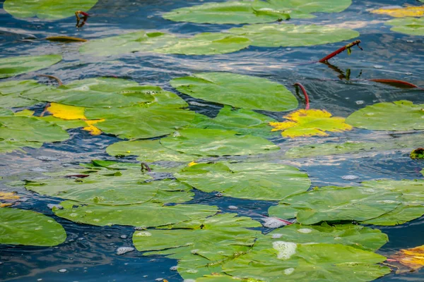 Lirios Agua Verde Amarillos Agua Estanque — Foto de Stock