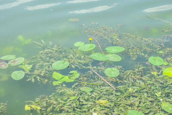 池の水の緑黄色の睡蓮 — ストック写真