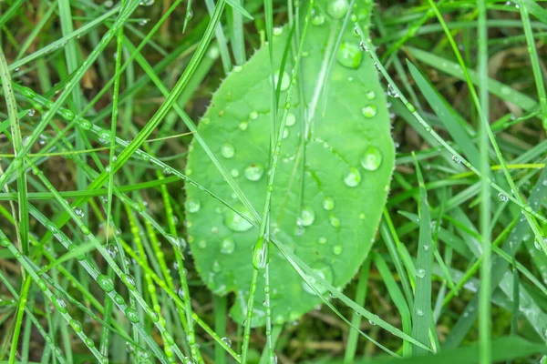 Gröna Blad Trädgården Efter Regnet — Stockfoto