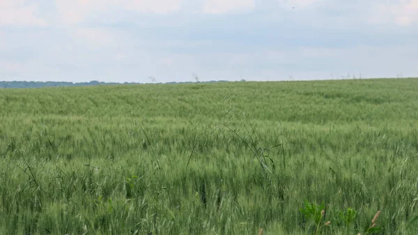 Ένα Μεγάλο Πράσινο Χωράφι Είναι Σπαρμένο Σιτάρι — Φωτογραφία Αρχείου