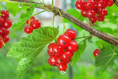 Bahçedeki kırmızı, lezzetli üzümler.