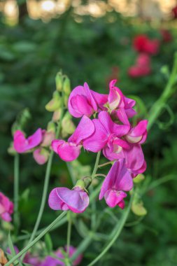 Şehirdeki parkta güzel kokulu çiçekler.