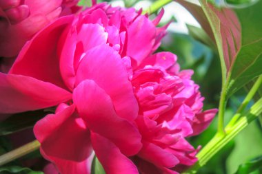 Bahçedeki güzel şakayık çiçeği