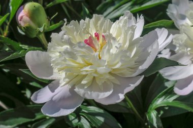 Bahçedeki güzel şakayık çiçeği