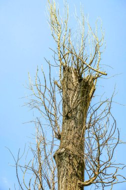 Otoyolun yakınındaki eski kavak ağacı, gökyüzünün arka planında.