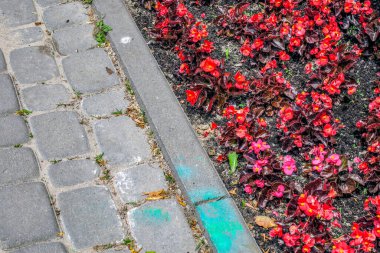 Kaldırımda asfalt ve çiçek tarhında güzel çiçekler