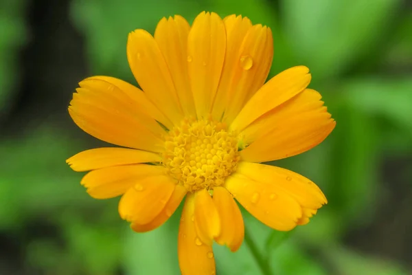 Vacker Gul Blomma Trädgården Efter Regnet — Stockfoto