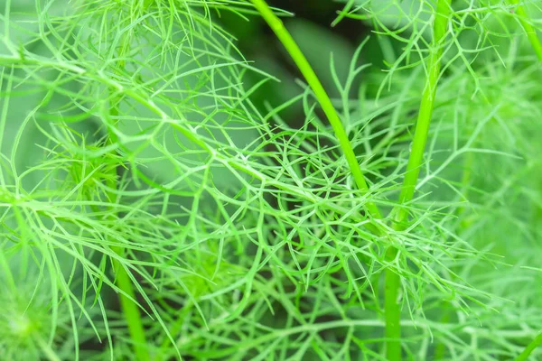雨の後の庭の緑の草 — ストック写真