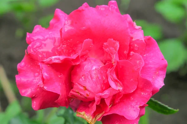 Czerwone Róże Ogrodzie Deszczu — Zdjęcie stockowe