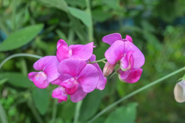 Indah Wangi Bunga Taman Kota — Stok Foto