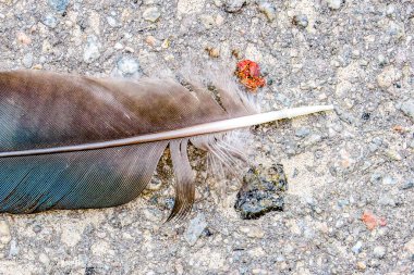 Yerdeki bir kuşun siyah tüyü