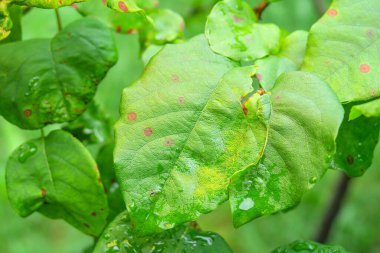 Yağmurdan sonra bahçede yeşil yapraklar