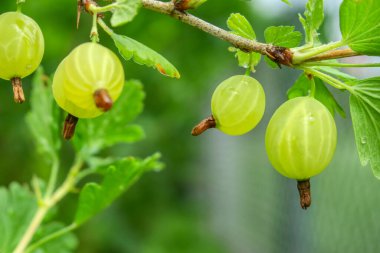 Bektaşi üzümü yağmurdan sonra bahçede.