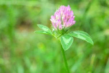 Bahçede pembe yonca ve yeşil çimen