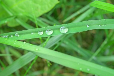 Yağmurdan sonra yeşil çimlerde çiy var.