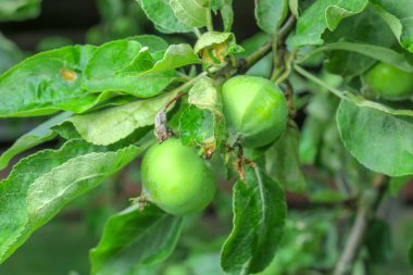 Yağmurdan sonra bahçede küçük yeşil elmalar