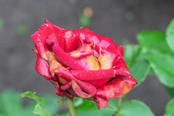 Czerwone Róże Ogrodzie Deszczu — Zdjęcie stockowe
