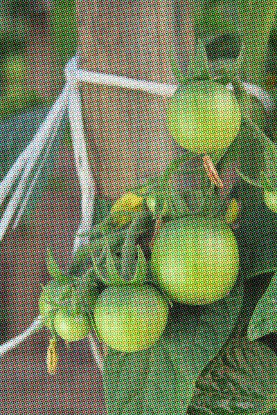 Tomate Verte Dans Jardin — Photo