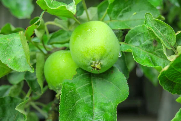 Little Green Apples Garden Rain — Stock Photo, Image