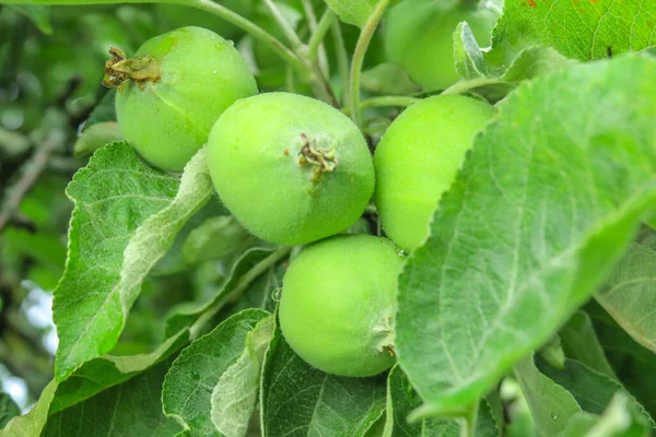 Little Green Apples Garden Rain — Stock Photo, Image