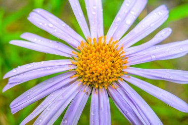 Bahçedeki güzel mavi-sarı çiçek