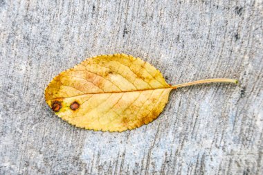 Bahçedeki güzel sarı kiraz yaprakları.
