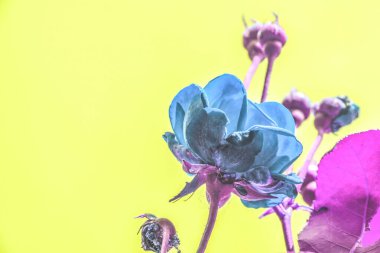 Bahçedeki gül çiçekleri Gökyüzünün arka planında