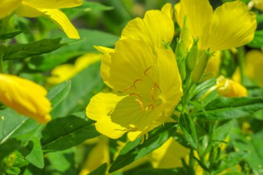 Bahçedeki güzel sarı çiçek