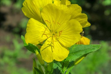 Bahçedeki güzel sarı çiçek