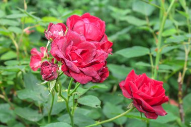 Bahçedeki güzel kırmızı gül çiçeği