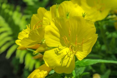 Bahçedeki güzel sarı çiçek