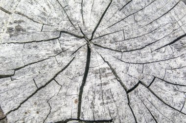 Geceleri gri elma ağacı dokusu