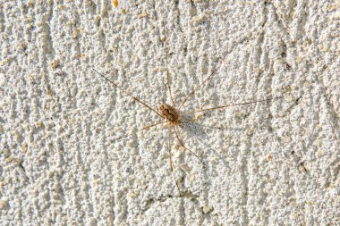 Duvardaki küçük siyah örümcek, makro fotoğraf.