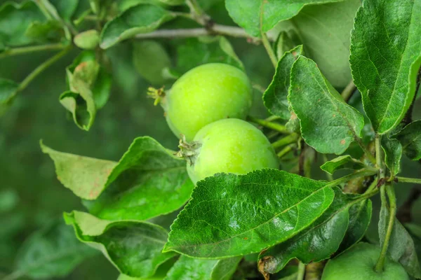 Kleine Grüne Äpfel Garten Nach Dem Regen — Stockfoto