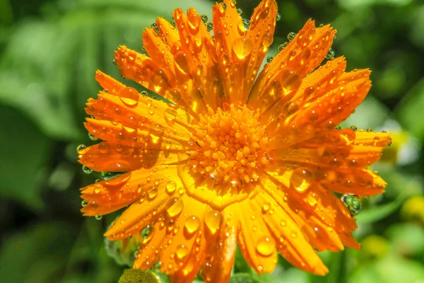 Schöne Gelbe Blume Mit Blütenblättern Und Wassertropfen — Stockfoto