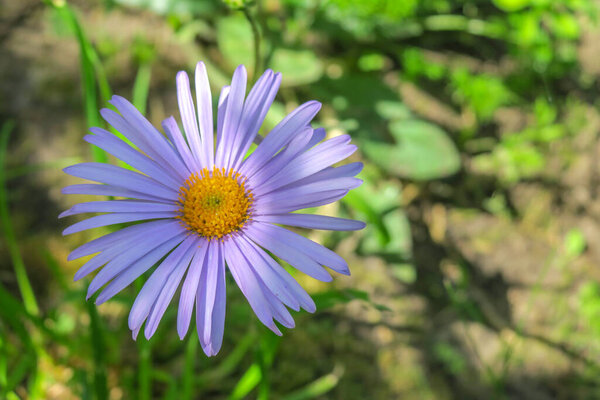 Beautiful purple flower with dewdrops in the garden