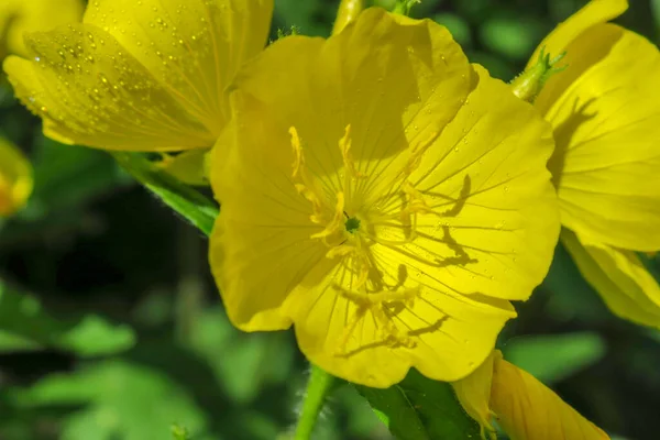 Bela Flor Amarela Com Pétalas Gotas Água — Fotografia de Stock