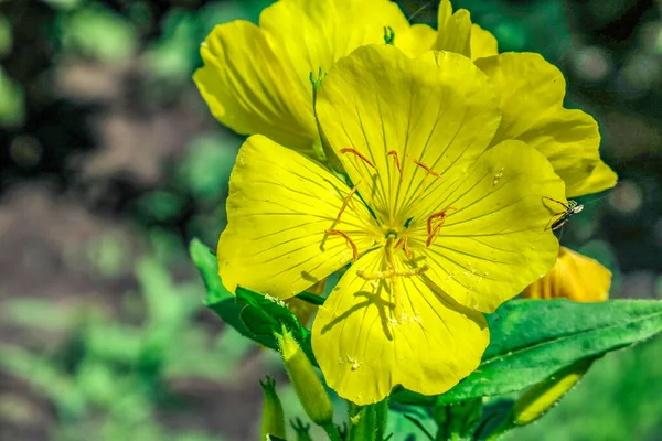 庭の美しい黄色の花 — ストック写真