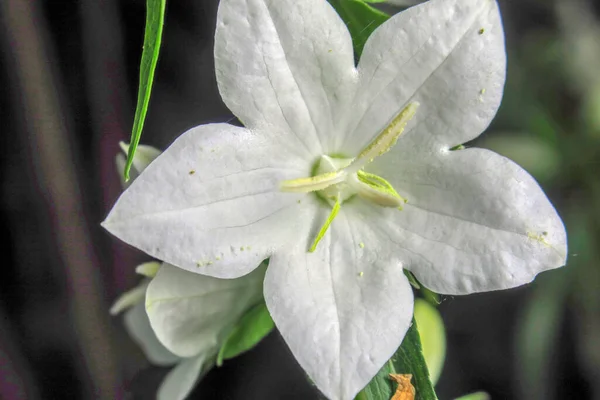 Beautiful White Flowers Shape Star — Stock Photo, Image