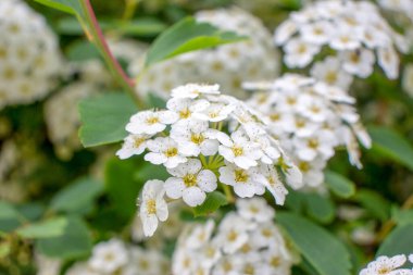 Güzel kır çiçekleri ve çimenler