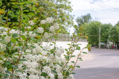 Güzel kır çiçekleri ve çimenler