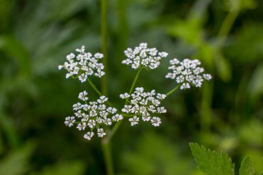 Güzel kır çiçekleri ve çimenler